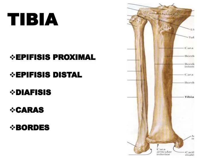 Lower leg blood vessel crossword clue