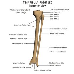 Tibia atlas asklepios medical visible greeting bleed boundary area may