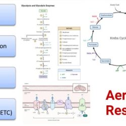 Select the true statements about the citric acid cycle