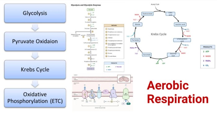 Select the true statements about the citric acid cycle