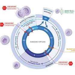 Eukaryotic cycle cell