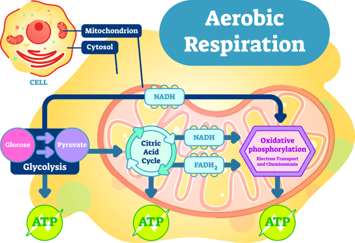 Select the true statements about the citric acid cycle