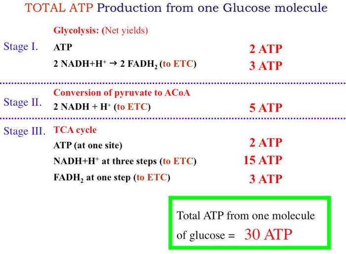 Glycolysis glucose atp produced many molecules pathway outcomes glycogen nadh method energy pyruvate produces aerobic 2d which better respiration sites